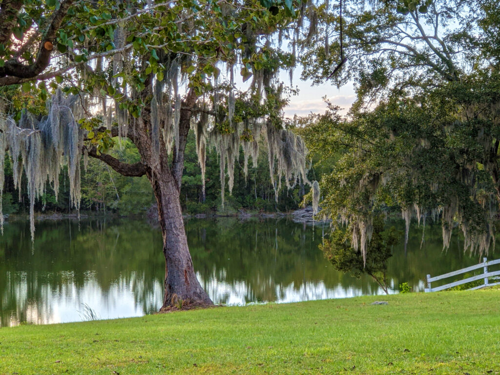 Spanish moss hanging from the trees lends a distinctly Southern look to the place.