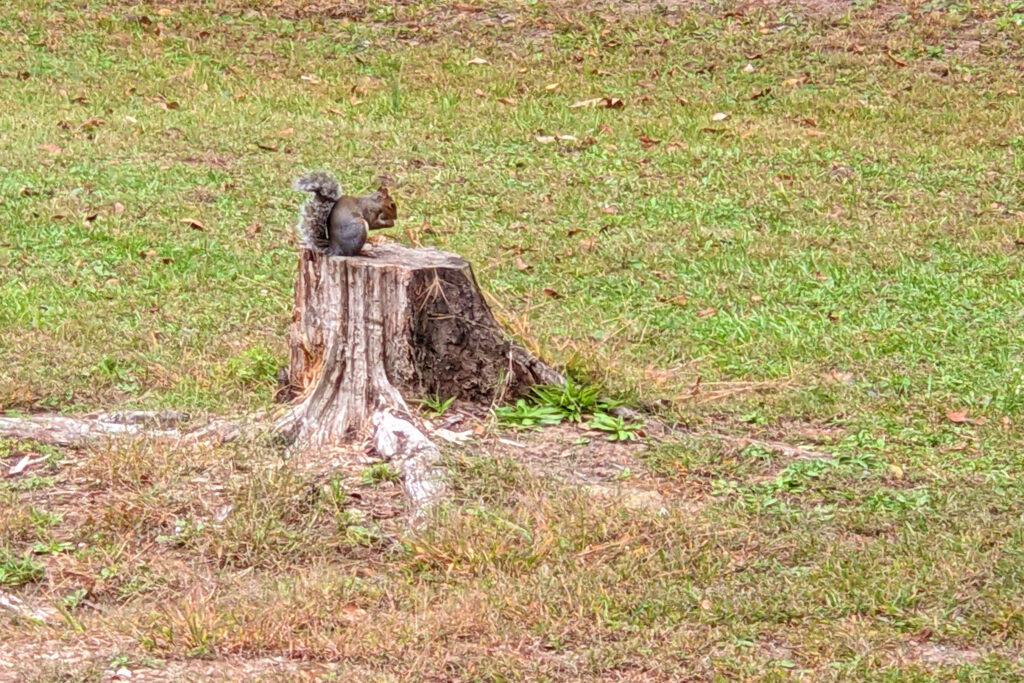 A local squirrel mounts his little stage to perform for hikers along the trail.  This park also has some unusual black squirrels.